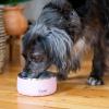 imageSwell Stainless Steel Pet Bowl 32oz Teakwood for Small to Medium Size Dogs Mess Free Design with Non Slip Rubber Bottom Dishwasher Safe BPA FreePink Topaz